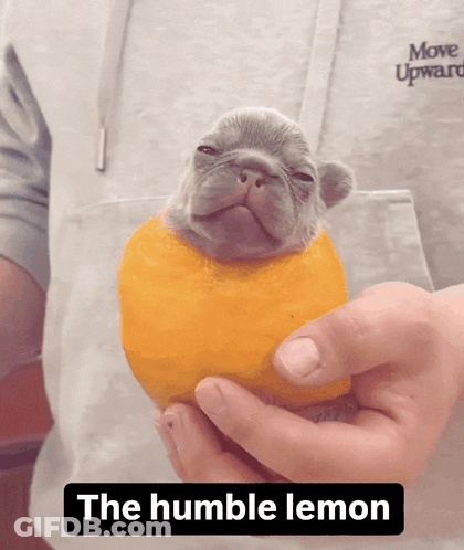 A Person Is Holding A Puppy With An Orange Slice On Its Head And The Words " The Humble Lemon " Below It GIF