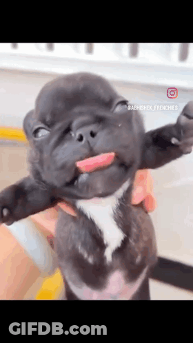 A Person Is Holding A Puppy With Its Tongue Out . GIF