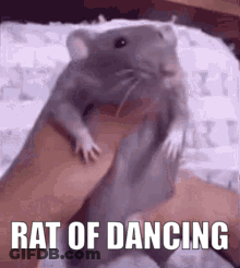 A Person Is Holding A Rat In Their Hand And It Is Dancing . GIF