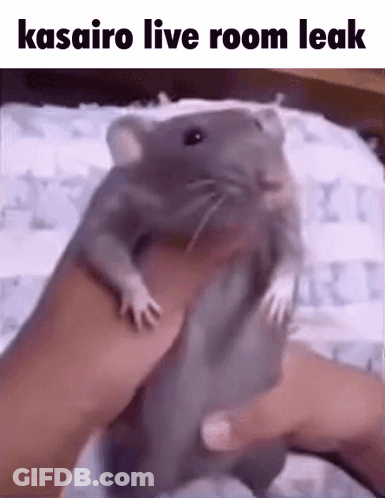 A Person Is Holding A Rat In Their Hand With The Caption `` Kasairo Live Room Leak '' . GIF