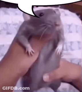 A Person Is Holding A Rat In Their Hands With A Speech Bubble . GIF