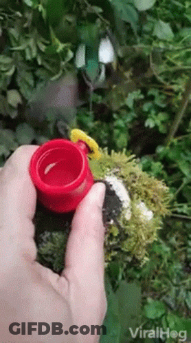 A Person Is Holding A Red Cup In Their Hand In Front Of A Bird . GIF