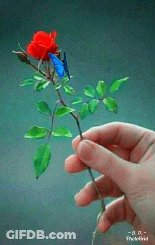 A Person Is Holding A Red Rose With Green Leaves . GIF