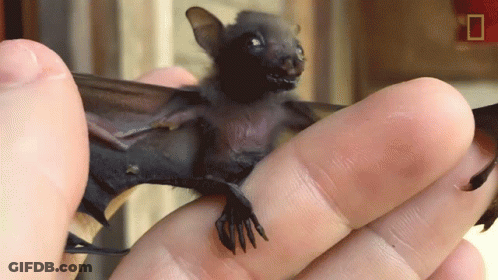A Person Is Holding A Small Bat In Their Hand With A National Geographic Logo In The Background GIF