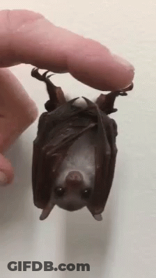 A Person Is Holding A Small Bat Upside Down In Their Hand GIF