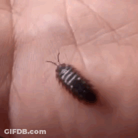 A Person Is Holding A Small Black Bug On Their Hand . GIF