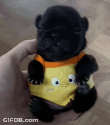 A Person Is Holding A Small Black Puppy Wearing A Yellow Shirt GIF
