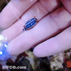 A Person Is Holding A Small Blue And White Sea Slug In Their Hands . GIF