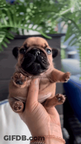 A Person Is Holding A Small Brown And Black Puppy GIF