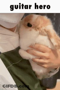 A Person Is Holding A Small Brown And White Rabbit In Their Arms With The Words Guitar Hero Above It . GIF