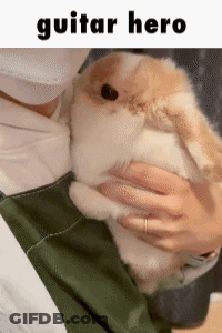 A Person Is Holding A Small Brown And White Rabbit With The Words Guitar Hero Written Above It GIF