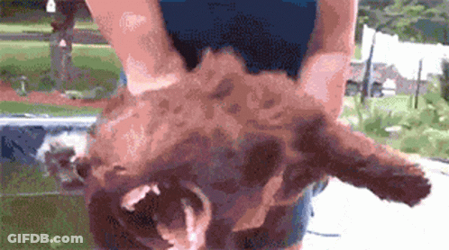 A Person Is Holding A Small Brown Dog In Their Arms . GIF