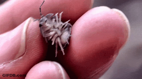 A Person Is Holding A Small Bug In Their Finger GIF