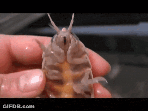 A Person Is Holding A Small Bug With A Yellow Tail GIF