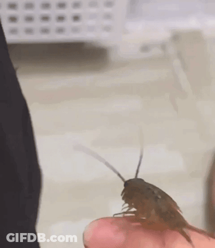A Person Is Holding A Small Cockroach On Their Finger . GIF