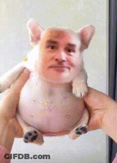 A Person Is Holding A Small Dog With A Face On It GIF