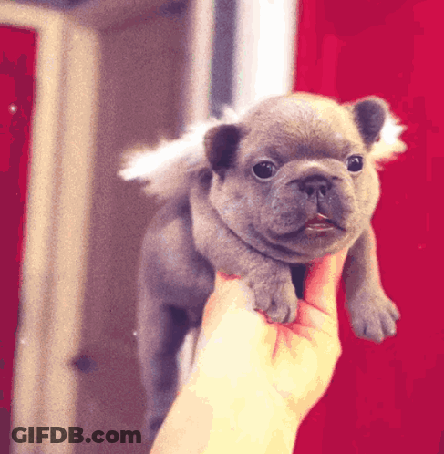A Person Is Holding A Small Dog With White Wings GIF
