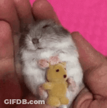 A Person Is Holding A Small Hamster With A Yellow Teddy Bear In Their Hands . GIF