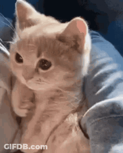 A Person Is Holding A Small Kitten In Their Arms And It Is Looking At The Camera . GIF