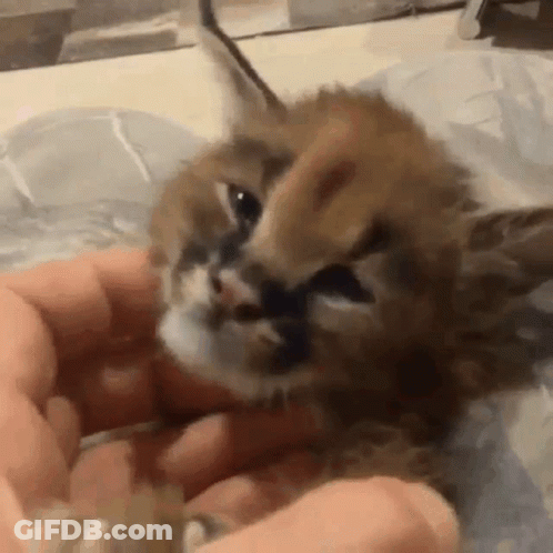 A Person Is Holding A Small Kitten In Their Hands And Petting It . GIF