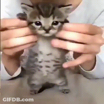 A Person Is Holding A Small Kitten In Their Hands . GIF