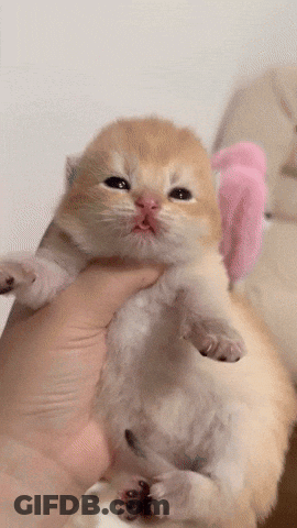 A Person Is Holding A Small Kitten With A Pink Ear GIF