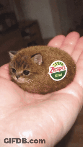 A Person Is Holding A Small Kiwi In Their Palm GIF