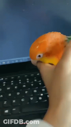 A Person Is Holding A Small Orange Bird In Their Hand GIF