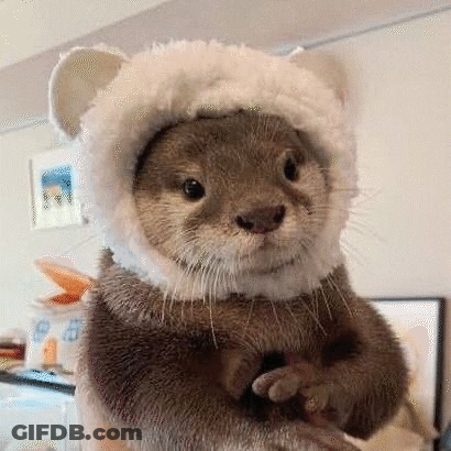A Person Is Holding A Small Otter Wearing A White Hat . GIF