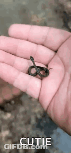 A Person Is Holding A Small Snake In Their Hands . GIF