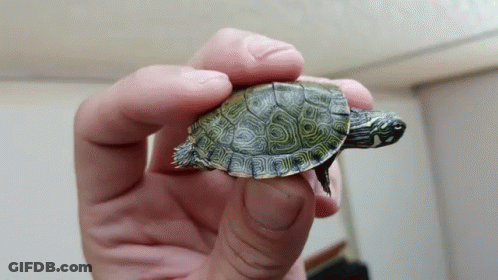 A Person Is Holding A Small Tortoise In Their Hand GIF