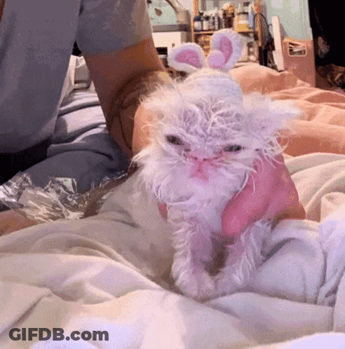 A Person Is Holding A Small White Cat With Pink Bunny Ears On Its Head GIF