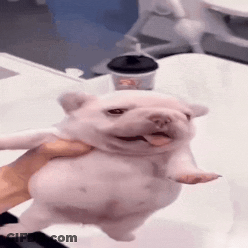 A Person Is Holding A Small White Dog In Their Hand GIF