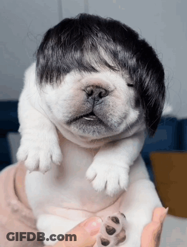 A Person Is Holding A Small White Dog With A Wig On Its Head GIF