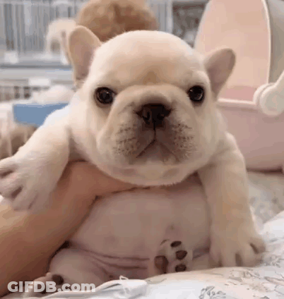 A Person Is Holding A Small White French Bulldog Puppy On Their Lap . GIF