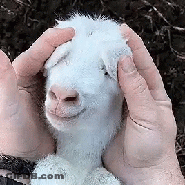 A Person Is Holding A Small White Goat In Their Hands And Petting It . GIF