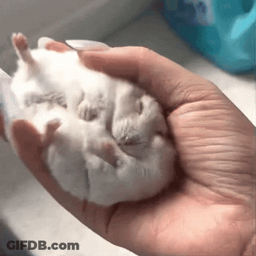 A Person Is Holding A Small White Hamster In Their Hands GIF