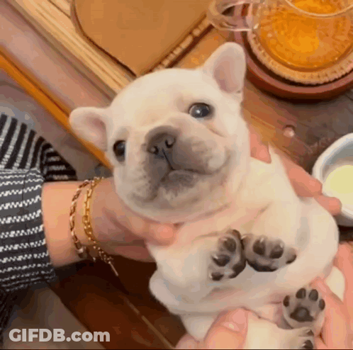 A Person Is Holding A Small White Puppy In Their Arms . GIF