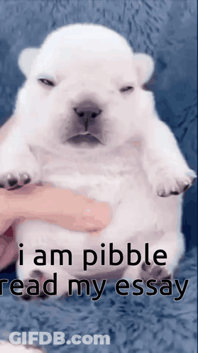 A Person Is Holding A Small White Puppy That Says " I Am Pibble Read My Essay " On The Bottom GIF