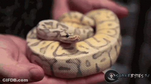 A Person Is Holding A Snake In Their Hands With Snakebytes.tv In The Corner GIF