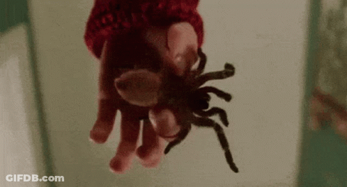 A Person Is Holding A Spider In Their Hands . GIF