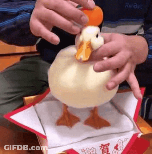 A Person Is Holding A Stuffed Duck In Their Hands And Putting It In A Box . GIF