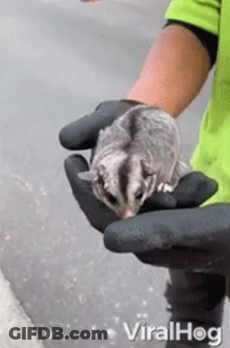 A Person Is Holding A Sugar Glider In Their Hands While Wearing Gloves . GIF