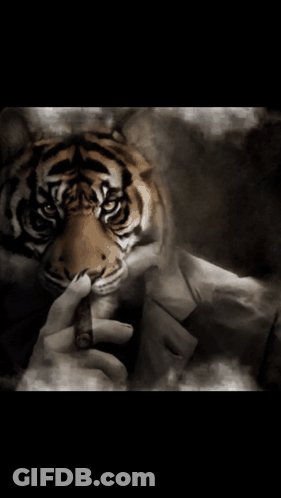 A Person Is Holding A Tiger In Their Hands GIF