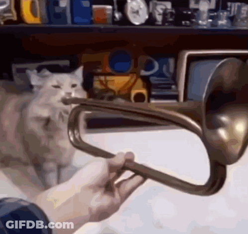 A Person Is Holding A Trumpet With A Cat In The Background . GIF