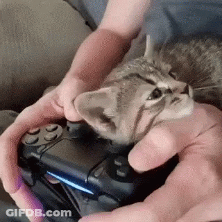 A Person Is Holding A Video Game Controller With A Kitten Laying On Top Of It . GIF