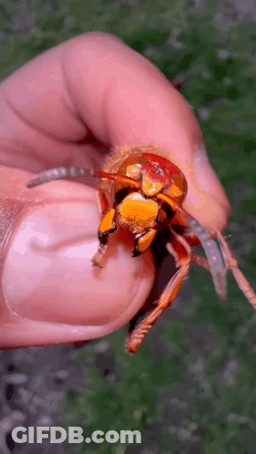 A Person Is Holding A Wasp In Their Hand With A Green Background . GIF