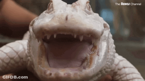 A Person Is Holding A White Alligator With Its Mouth Open And The Roku Channel Written On The Bottom GIF