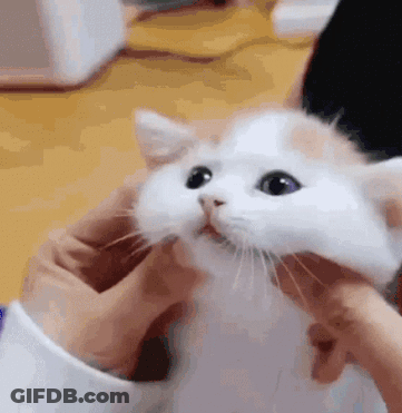 A Person Is Holding A White And Orange Kitten With Purple Eyes In Their Hands . GIF