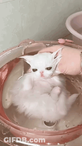 A Person Is Holding A White Cat In A Pink Bowl Of Water GIF